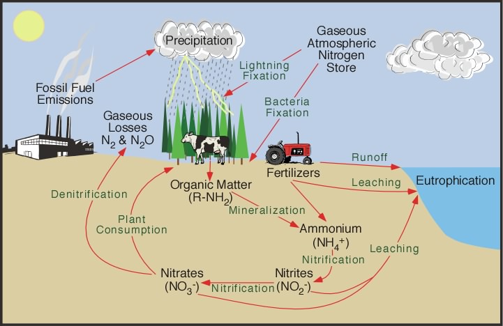 Nitrogen in the Soil - Nutrients for Life