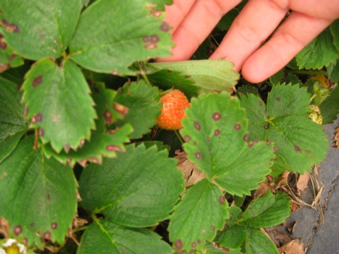 Fertilize Newly Planted Strawberry Plants  