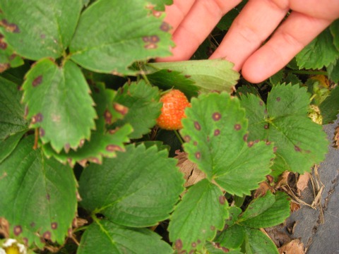 Strawberry fertilizer on sale