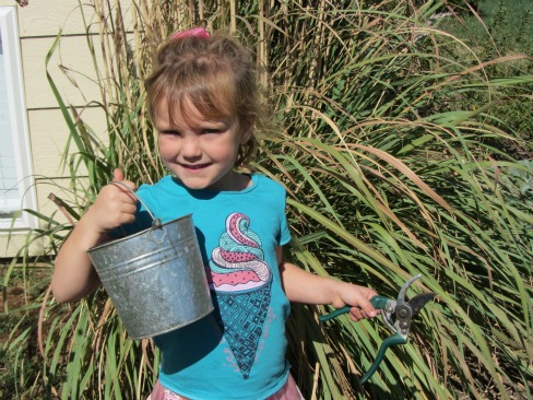 harvesting-flower-seeds-in-the-fall