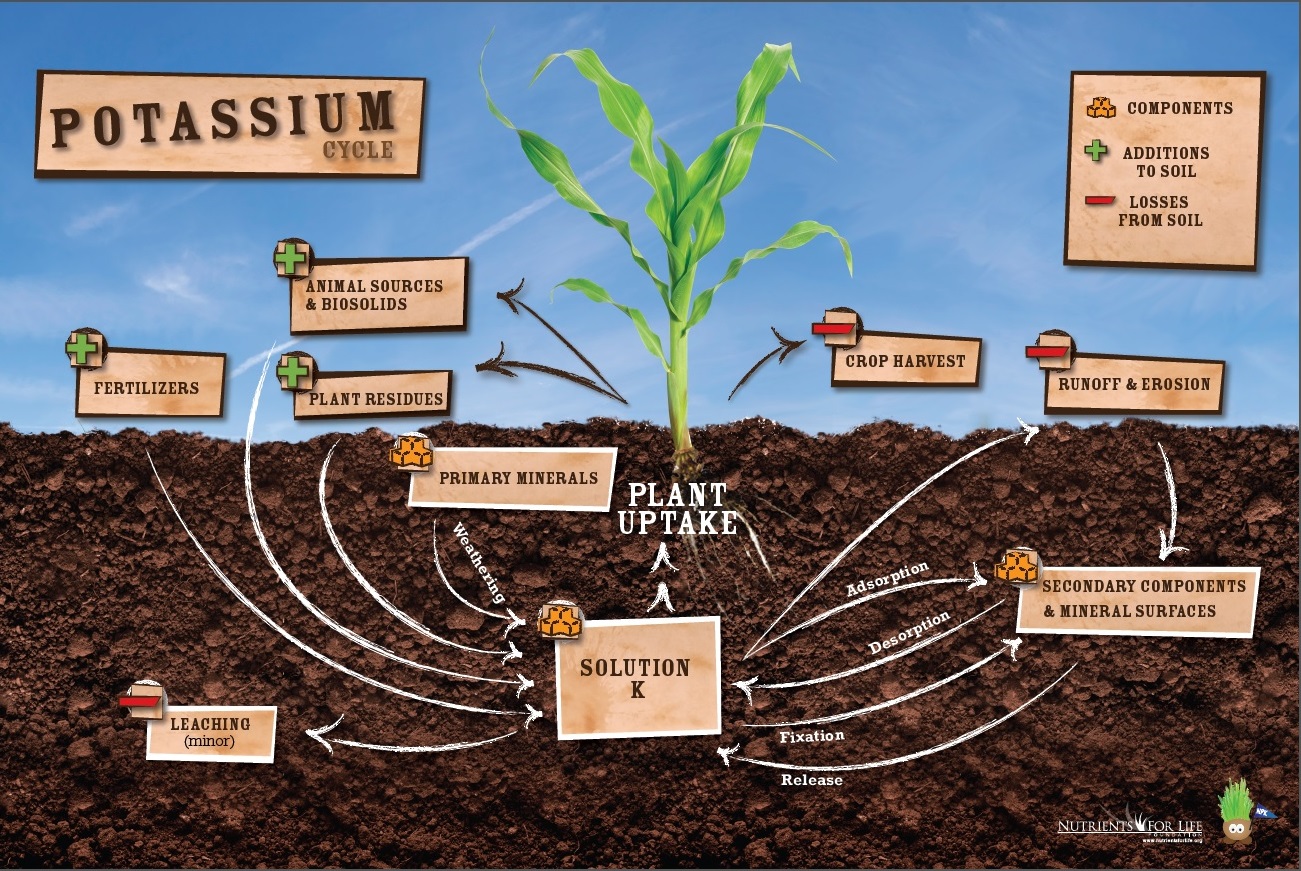 What Does Potash Do for Plants - Back Gardener