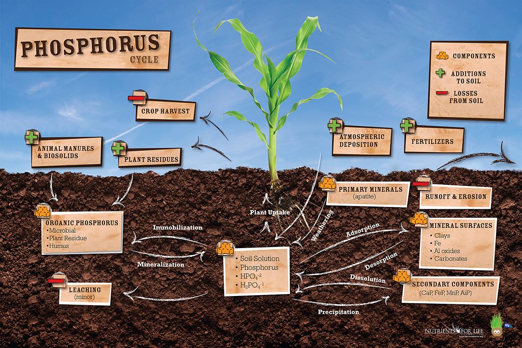 Other Names For The Phosphorus Cycle