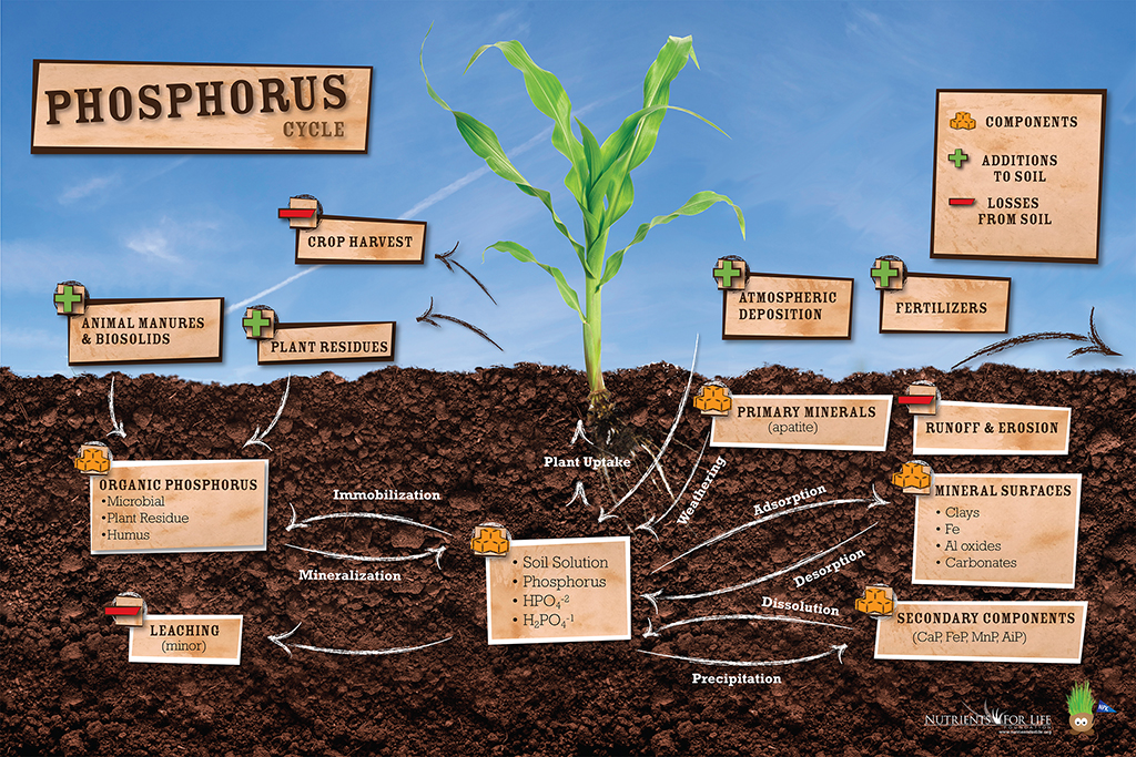 Phosphorus Cycle Poster – Nutrients For Life