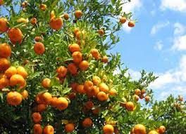 citrus farm